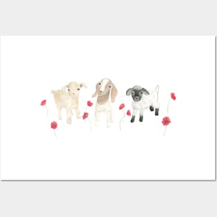 Baby Goats and Red Poppies Posters and Art